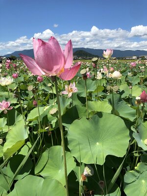 20260728_fujiwarakyuu_08.jpg