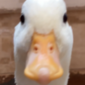 2026-3D-kenshuu_003.png